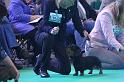 Crufts_dachshunds 203